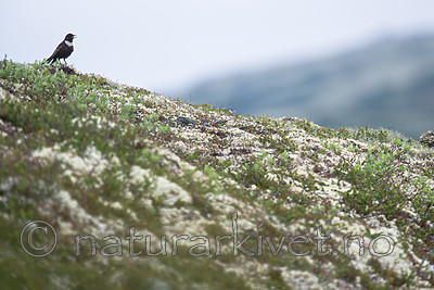BB 15 0581 / Turdus torquatus / Ringtrost